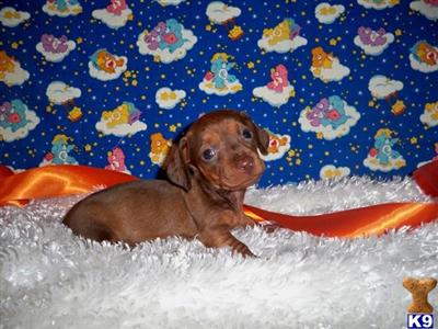 Dachshund Puppies for Sale